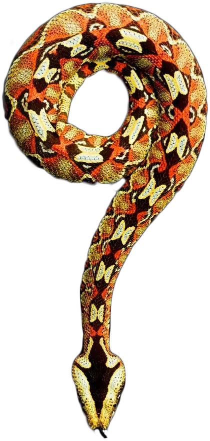  Animais Selvagens Leopardo Girafa Onça Leão Tigre Vipera Rinoceronte Png Cobra Png
