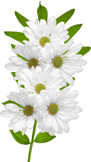  White Daisy Png Picture 1886263 White Daisy Flower Clipart Daisy Png