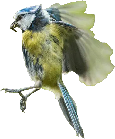  Bird In Flight Transparent Background Free Png Images Transparent Background Bird Flying Png Bird Flying Png