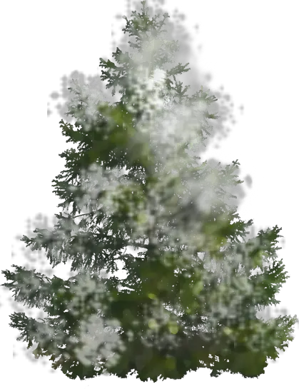  Pine Tree Free Png Transparent Image Pine Tree No Background Pine Tree Transparent Background