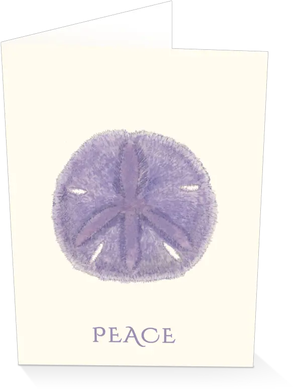  Peace Sand Dollar Holiday Card Boxed Sand Dollar Png Sand Dollar Png