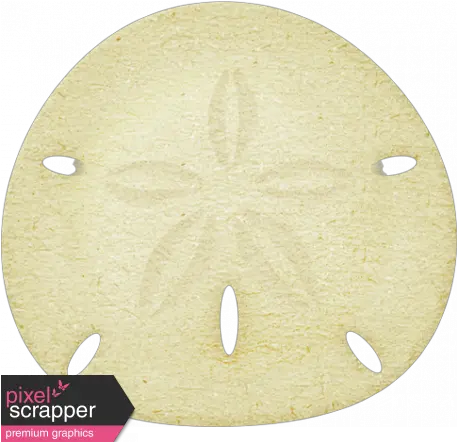  At The Beach Sand Dollar Graphic By Sheila Reid Pixel Circle Png Sand Dollar Png