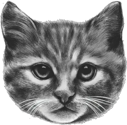  Cat Face Roblox Obyo T Png Cat Face Png