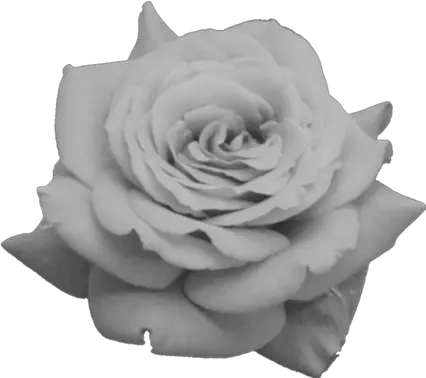  Black And White Rose Black Roses Tumblr Transparent Red Rose Png Flower Png Tumblr