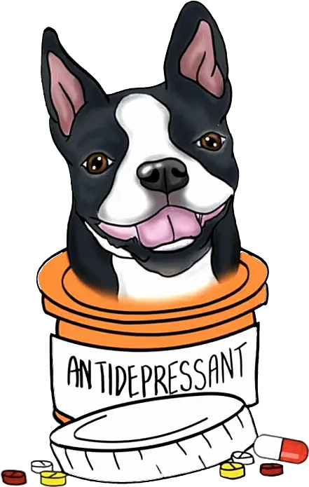  Boston Terrier Antidepressant Medical Dog Supply Png Boston Terrier Png