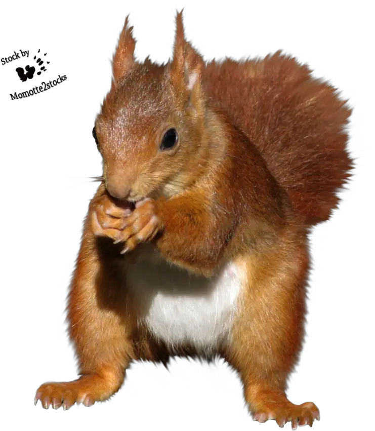  Download Hd Red Squirrel Clipart Red Squirrel No Background Png Squirrel Transparent Background