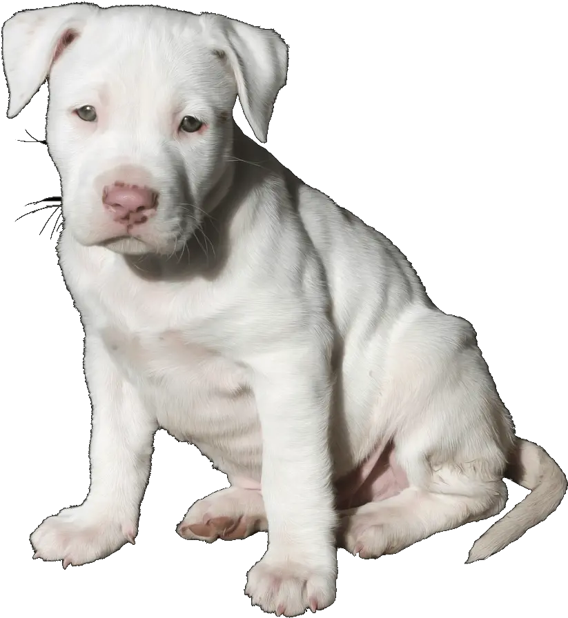  Pit Bull Pup Trans Pitbull White Puppy Png Pit Bull Png