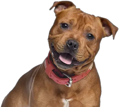  Cute Pitbull Png U0026 Free Pitbullpng Transparent Images Let Me See Those Staffordshire Bull Terrier Pit Bull Png