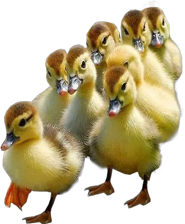  Ducklings Transparent Background Bird Ducklings Transparent Png Duck Transparent Background