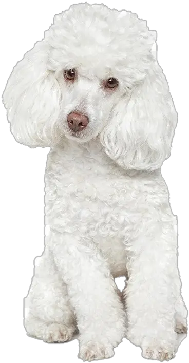  White Poodle Png Free Download White Toy Poodle Cute Poodle Png