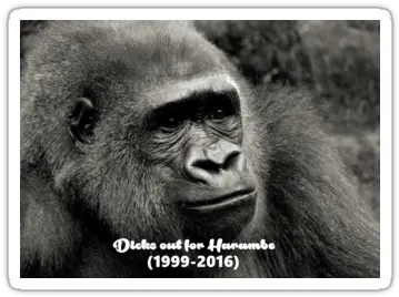  Out For Harambe Picture Frame Png Transparent Harambe