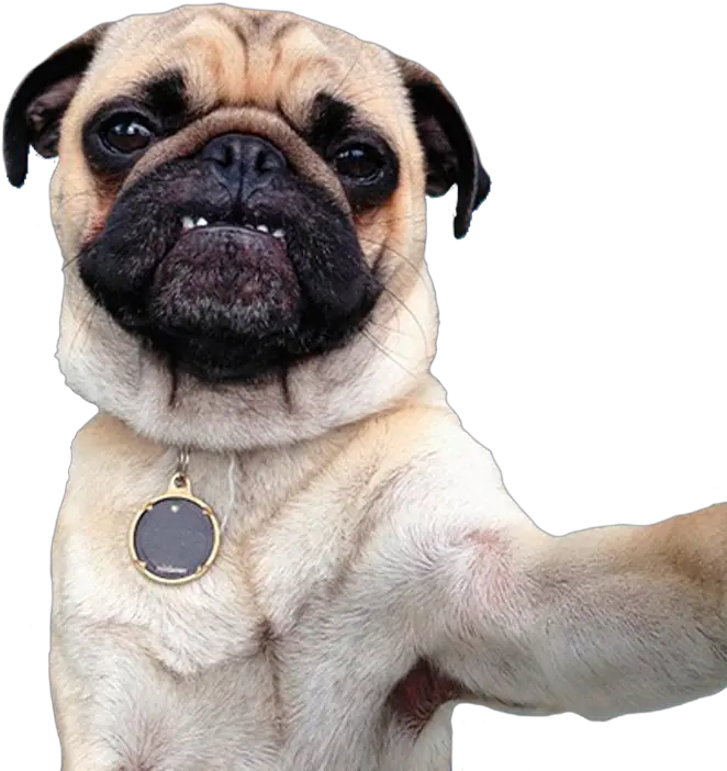  Perro Pug Png Uploaded Perros Pug Png Pug Png