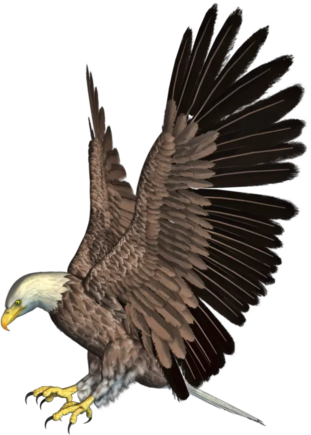  Bald Eagle Png Hd Mart Eagle Clipart Png Bald Head Png