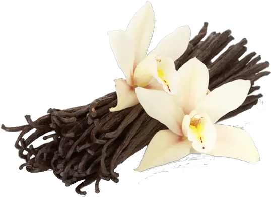  Download Vanilla Vanilla Flower And Beans Full Size Png French Vanilla Vanilla Png