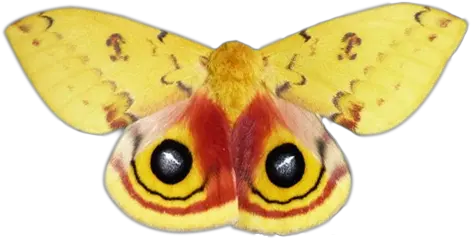  Update From The Nmw Team National Moth Week Io Moth Png Moth Png