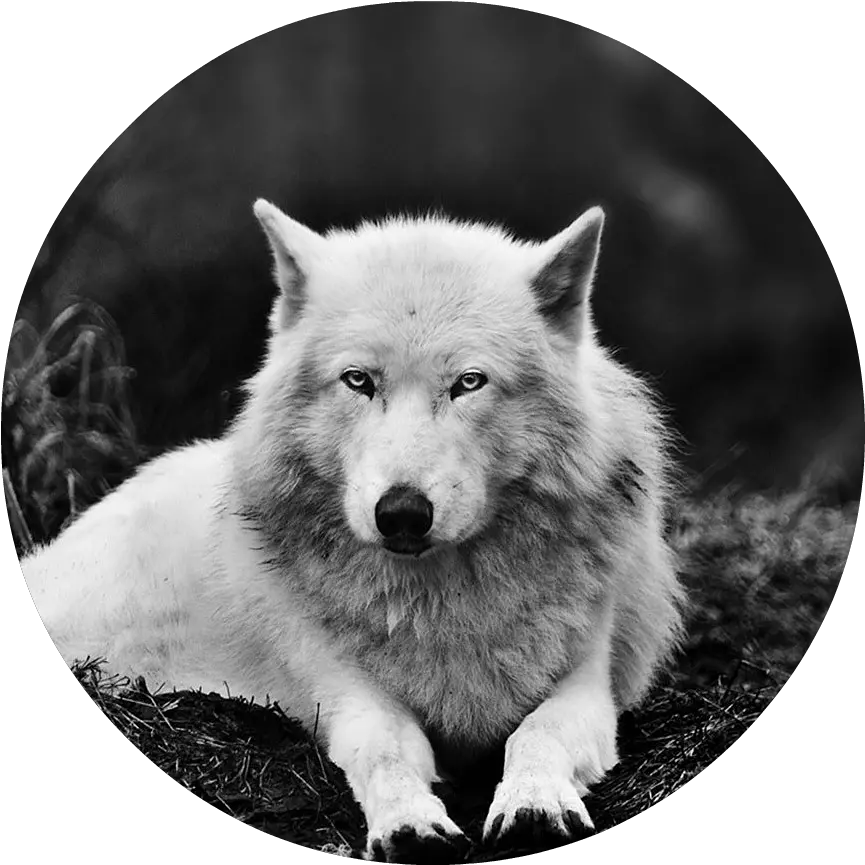  Download Black And White Wolf 16 Widescreen Wallpaper White Wolf Png Widescreen Png