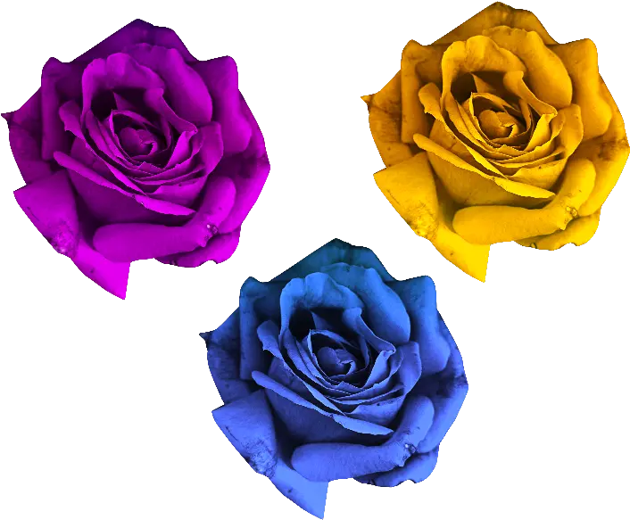  Rose Flowers Png Free Flowers Png For Photo Shop Rose Flower Png