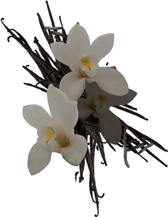  Vanilla Orchids Vanilla Orchids Png Vanilla Png