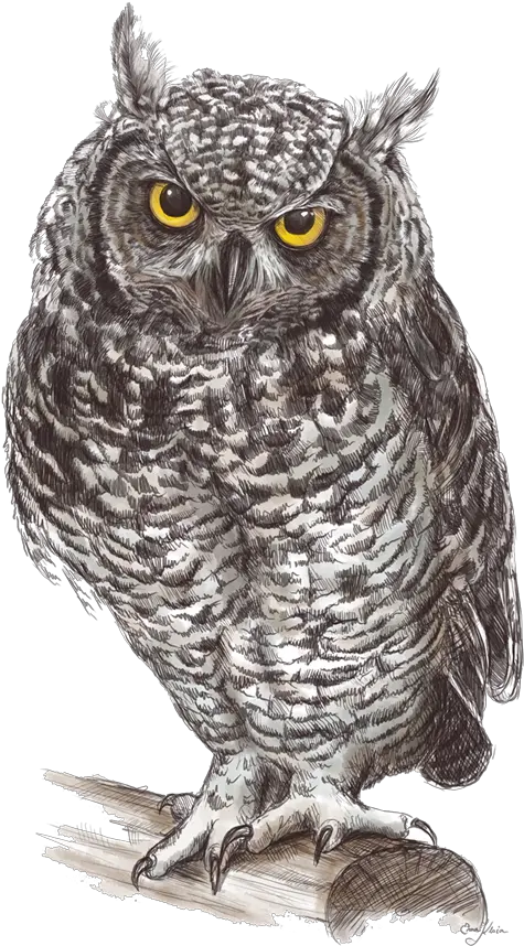  Owl Png Transparent Free Images Great Gray Owl Drawing Owl Transparent