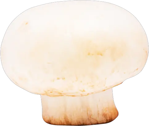  Mushroom Png Image Pngpix Pleurotus Eryngii Mushroom Png