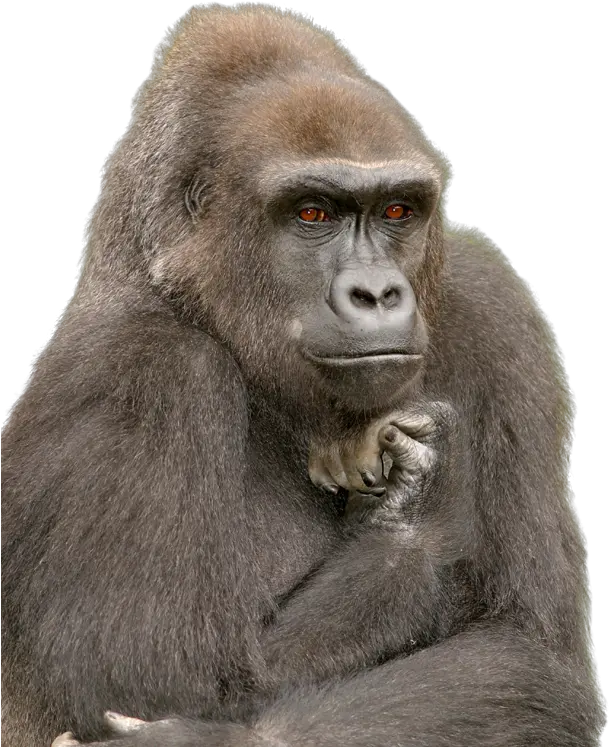  Index Of Akelsokelsosfzooupdatedimages Funny Gorilla Png Gorilla Png