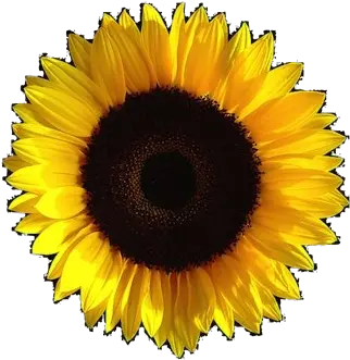  Aesthetic Sunflower Transparent Image Aesthetic Png Transparent Background Sunflower Transparent Background