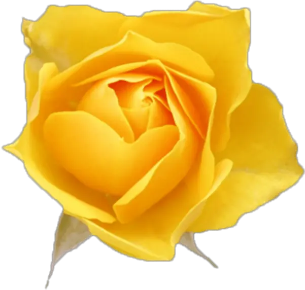  Free Online Rose Flowers Yellow Roses Vector For Yellow Rose Vector Png Rose Flower Png