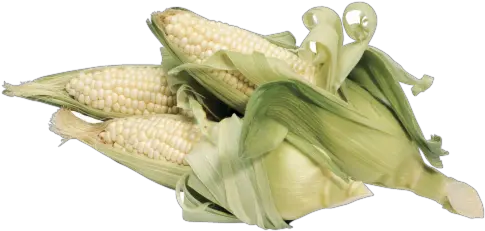  King Soopers Corn On The Cob White 1 Ct White Corn Transparent Png Corn Cob Png