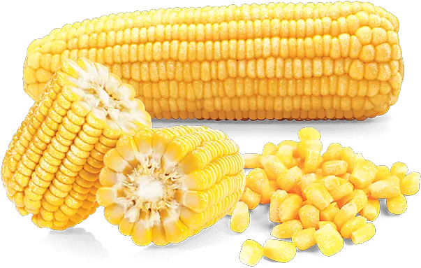  Sweet Corn Corn Kernels Png Corn Cob Png