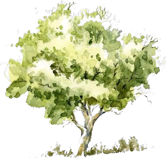  Watercolor Tree Transparent Png Tree Watercolor Png Watercolor Tree Png