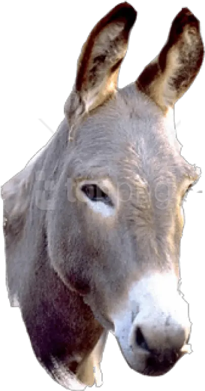  Donkey Png Picture Png Donkey Png