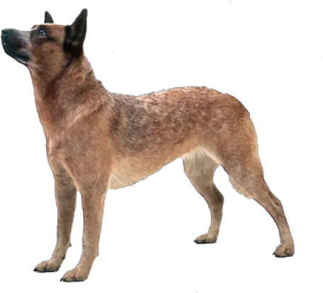  Country Dog Png Images Download Austrailian Cattle Dog Png Dog Png