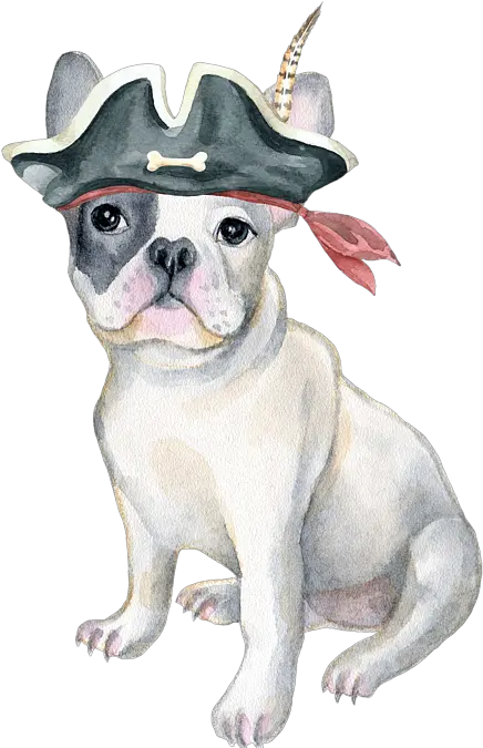  Frenchie French Bulldog Pirate Hat Feather Dogs In Clothes Spiral Notebook French Bulldog Thank You Cards Png Bulldog Transparent Background