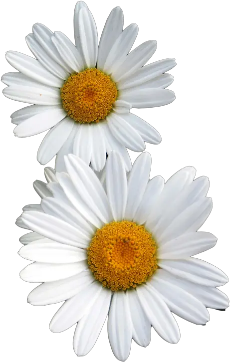  Transparent Flowers White Flower Tumblr Png Daisy Png