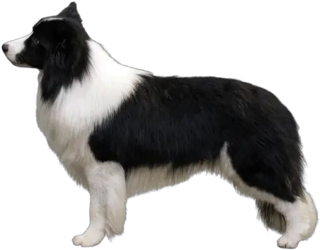  Border Collie Breed Course Border Collie Akc Breed Standard Png Border Collie Png