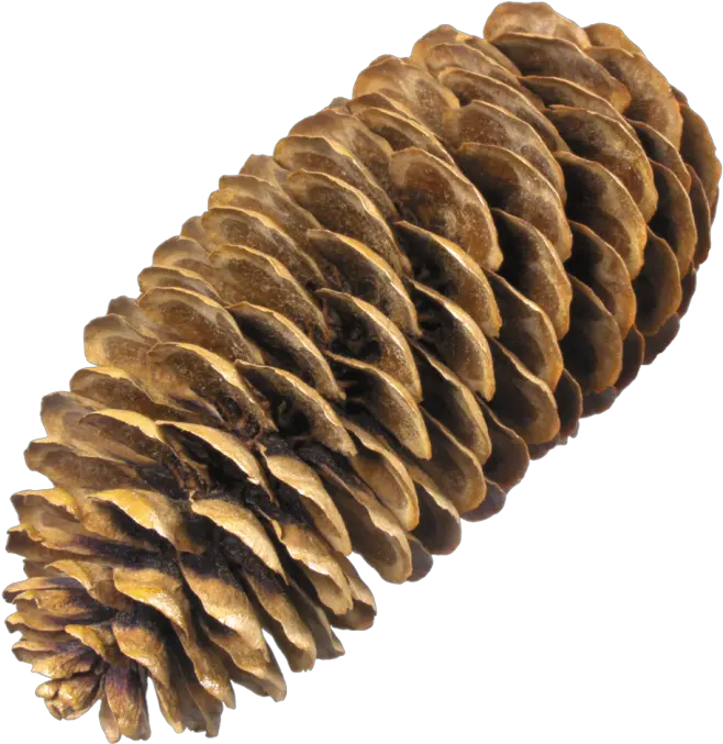  Painting Pine Cone Png Picpng Pine Cone No Background Pine Cone Icon