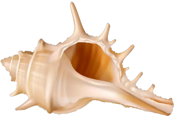  Seashell Png