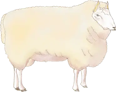  Clipart Sheep Soft Png Sheep Transparent