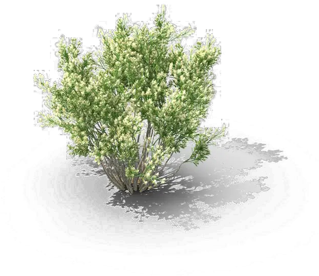  Shrub Png Download Image Baccharis Pilularis Png Shrub Png