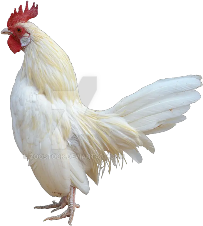  Transparent Rooster Black And White White Rooster White Background Png Rooster Png