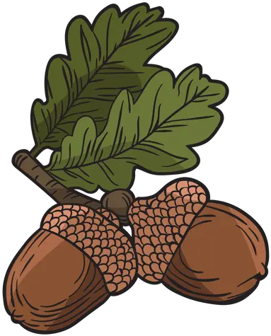  Transparent Png Svg Vector File Esquema De Bellota Dibujado A Manopng Acorn Transparent Background