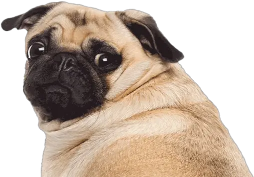  Cute Pug Png File Pug Png Pug Png