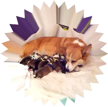  Aboutus Stolen Lunar Sprocket Png Corgi Transparent