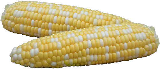  Ifsi Sweet Corn Corn Kernels Png Corn Transparent