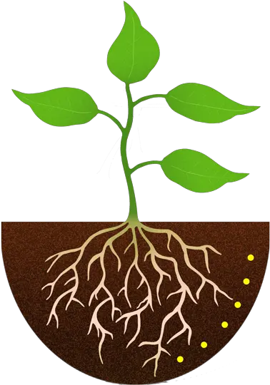  Sopcp44 Sunlight Plant With Roots Clipart Plant Clipart Png