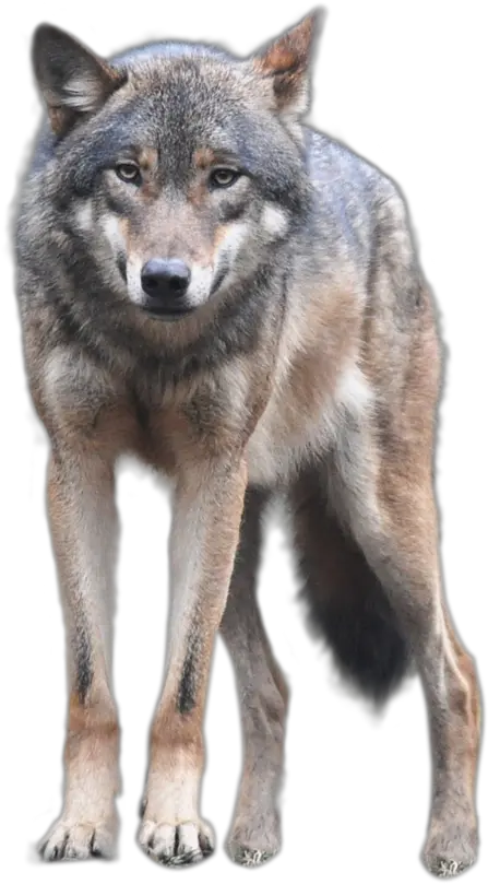  Download Wolfpngtransparentimagestra 959195 Png Wolf Png Warrior Transparent Background