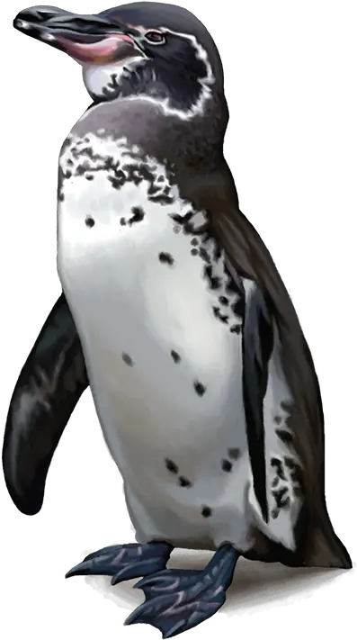  Download Emperor Penguin Png Penguin Transparent