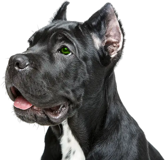  Contact Blackdog Digital Ware Great Dane Png Black Dog Png