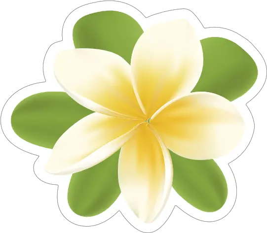  Plumeria Flower Sticker Frangipani Png Plumeria Flower Png