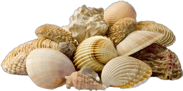  Collection Of Seashells Transparent Png Seashells Png Seashell Transparent